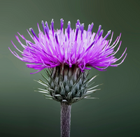 Milk Thistle