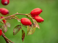 Rose Hips