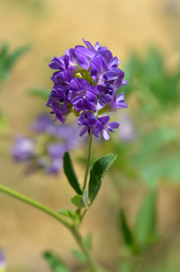 Alfalfa